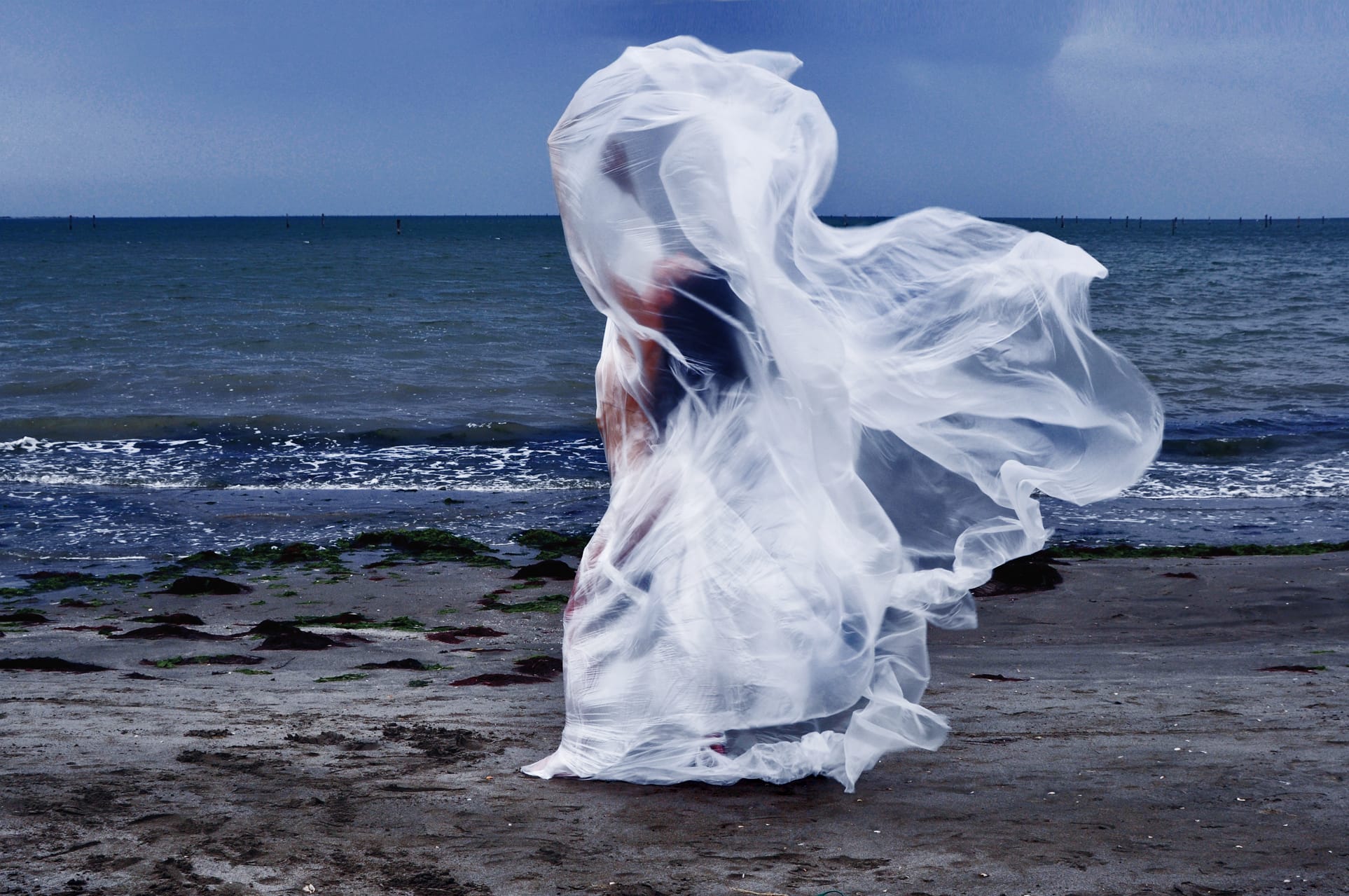 Immagine 14 aprile: dagger moth DI SARA ARDIZZONI